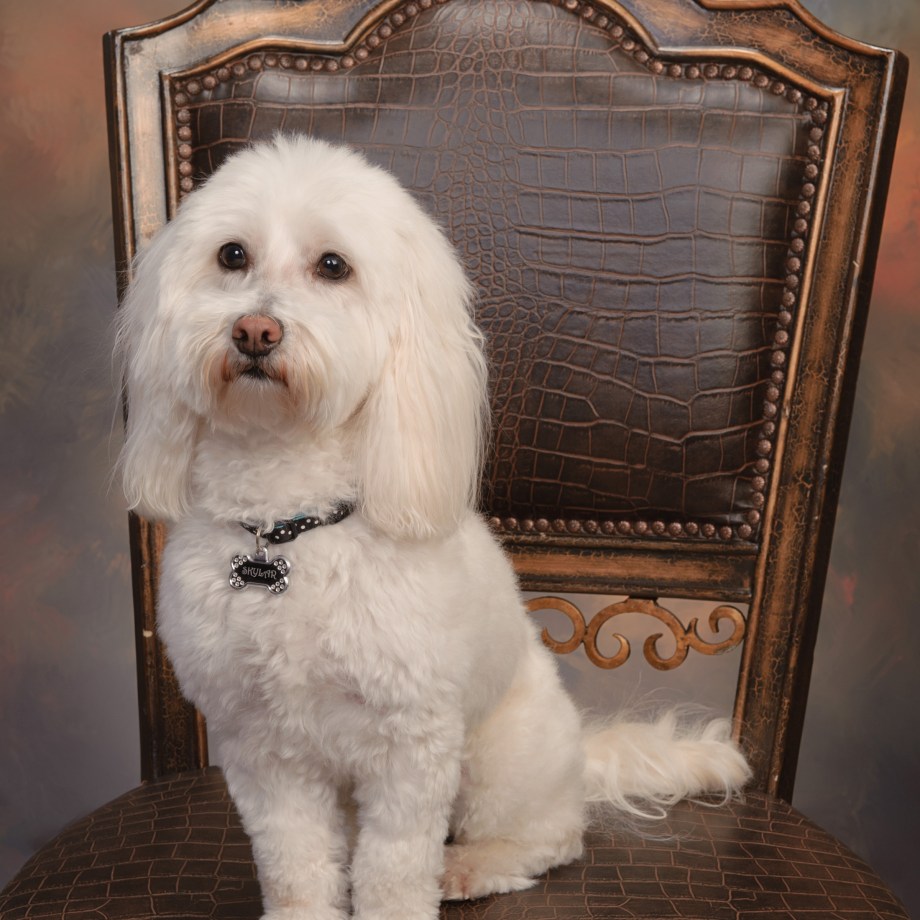 Pet Photography Pet Portraits Houston Texas