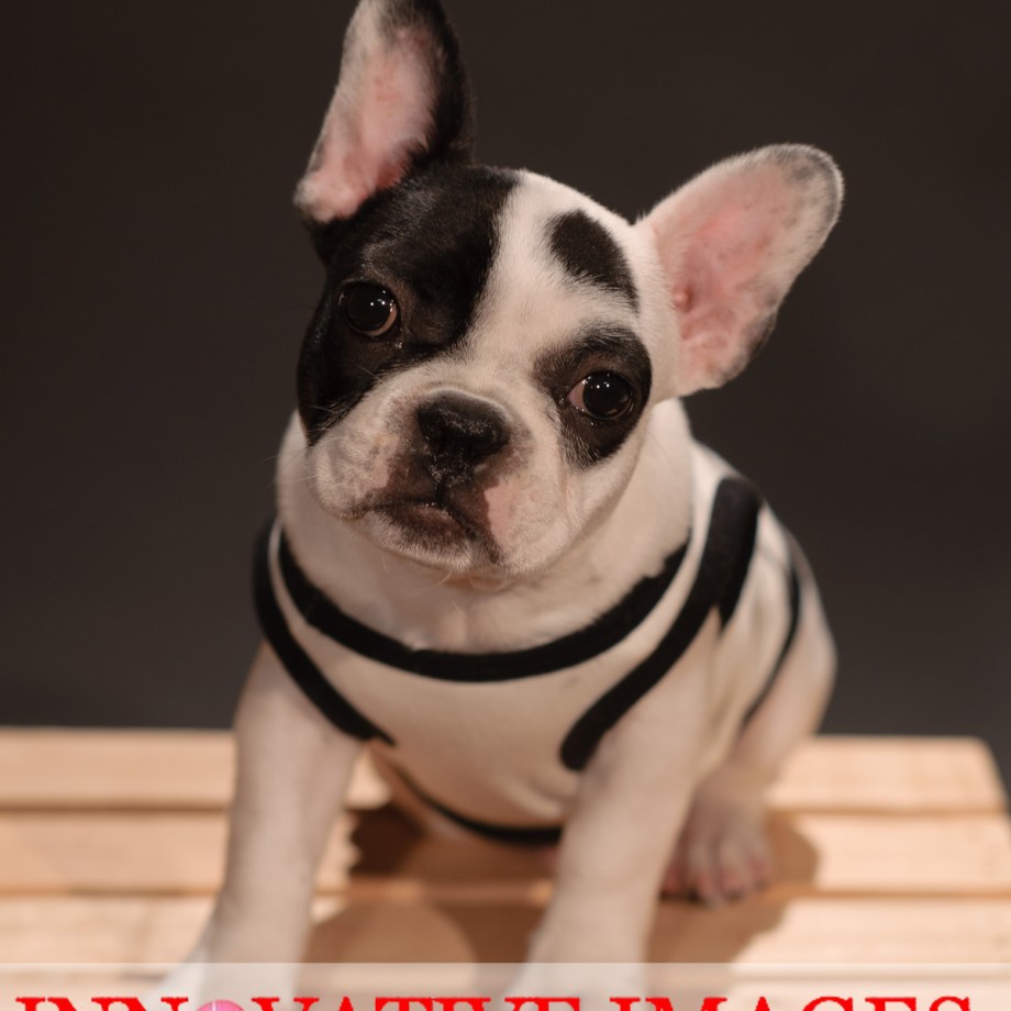 "Pets of Character" Pet Portraits Dog Portraits Puppy Portrait Photography